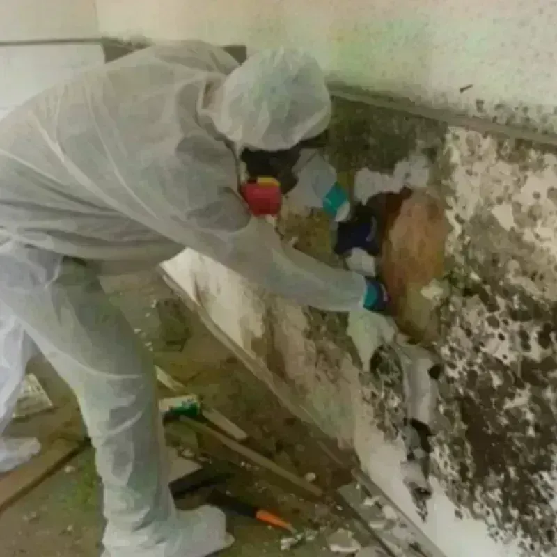 Mold Remediation and Removal in Midpines, CA